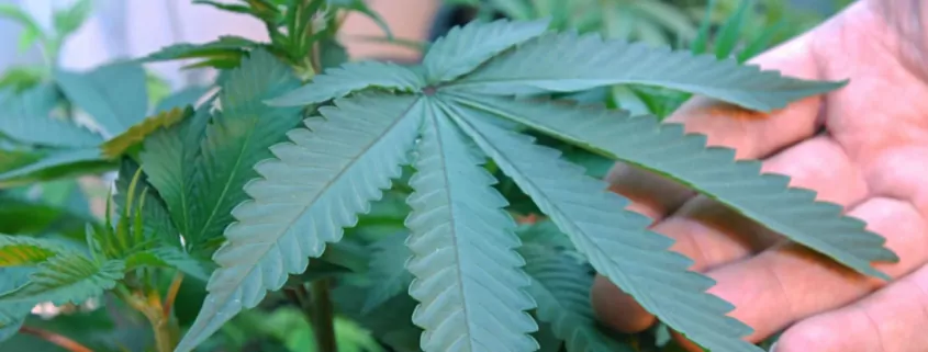 Driving High in Missouri: How Police Detect Marijuana DUIs